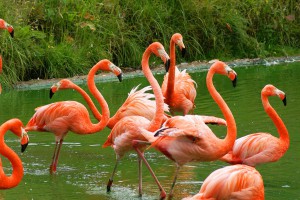 Куба родина фламинго